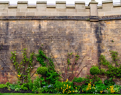 HWW: A wall at Bolsover Castle