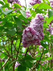 Lilas************