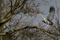 20160303 0123VRAw [D~BI] Graureiher (Ardea cinerea), Tierpark Olderdissen, Bielefeld