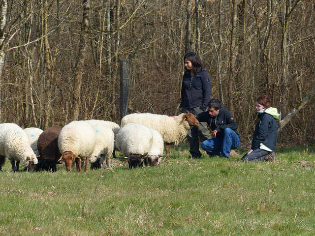 Transhumance du 15 mars 2016