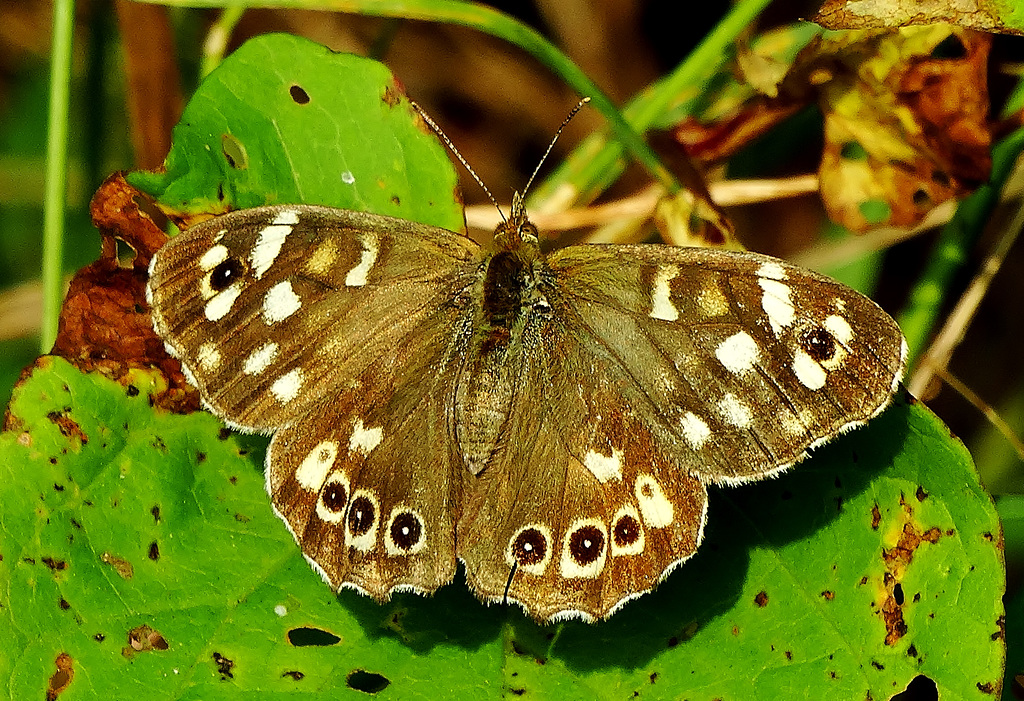 Speckled Wood. Parage aegeria