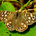 Speckled Wood. Parage aegeria
