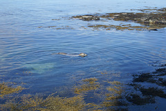 oaw - farne seal 1