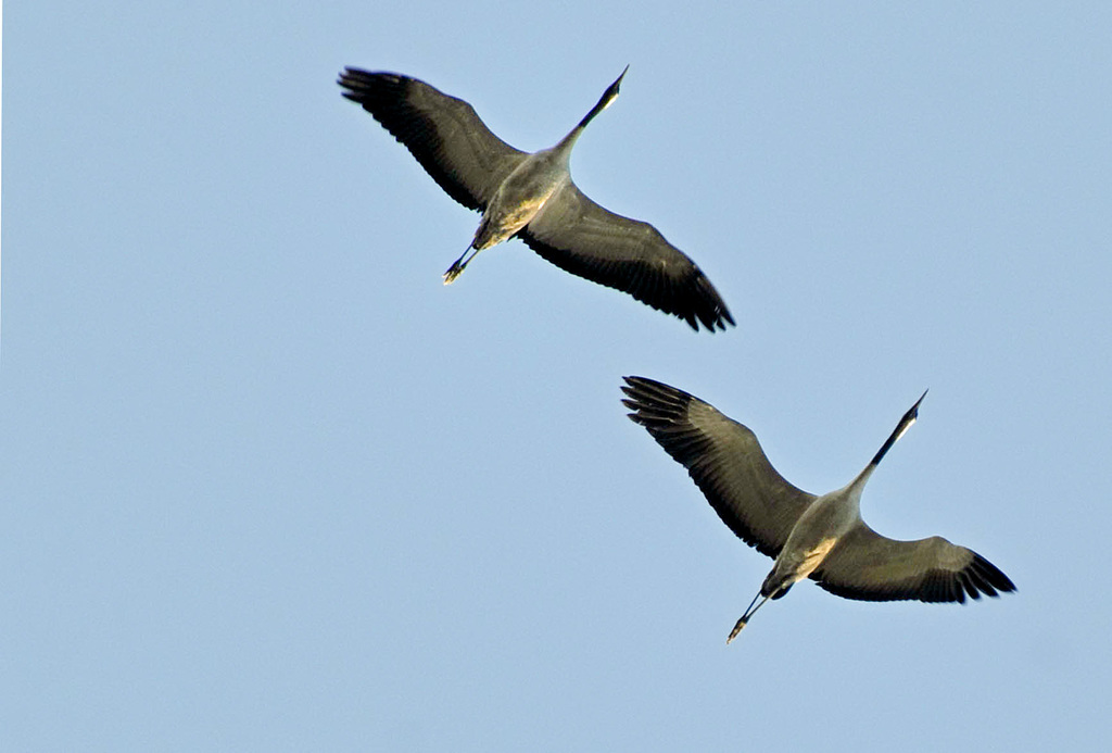 Grues, monts de Blond, Haute Vienne
