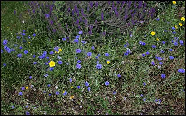 Bleuets- espèce , Centaurea cyanus