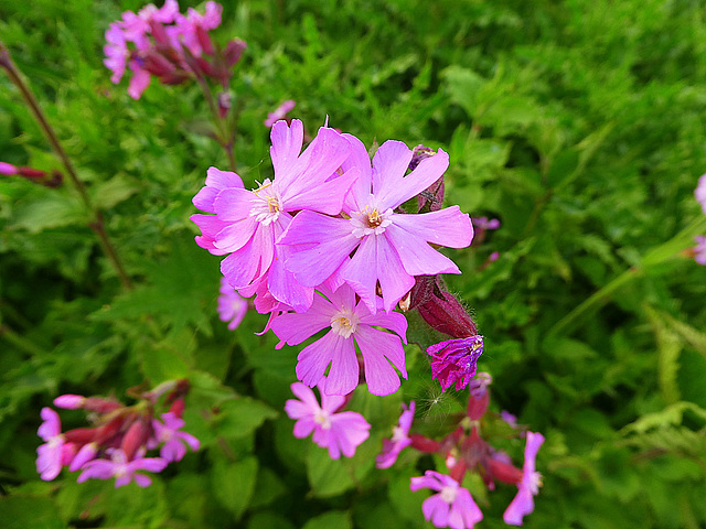 Dag koekoeksbloem