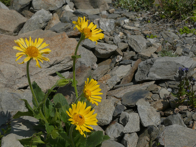 20180827 -0901 Randos Névache (Vallée de la Clarée 05) (323) al