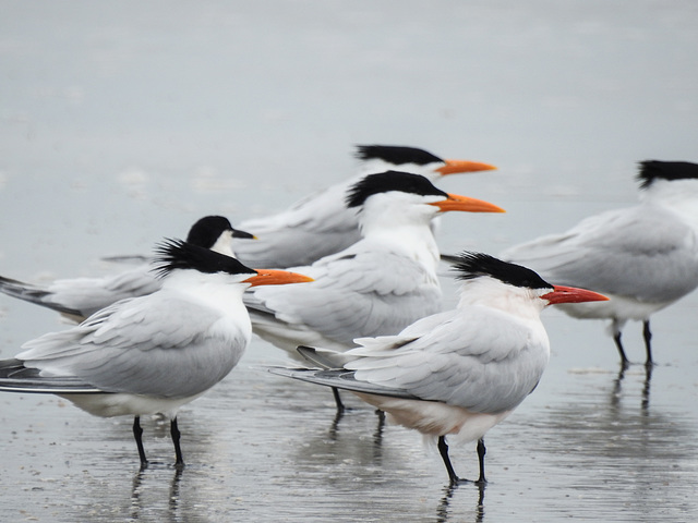 Day 4, Royal Terns, Mustang Island S P