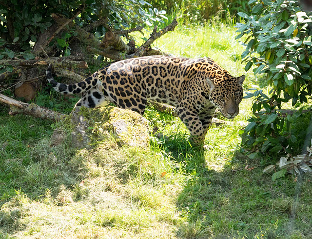 Jaguar prowling