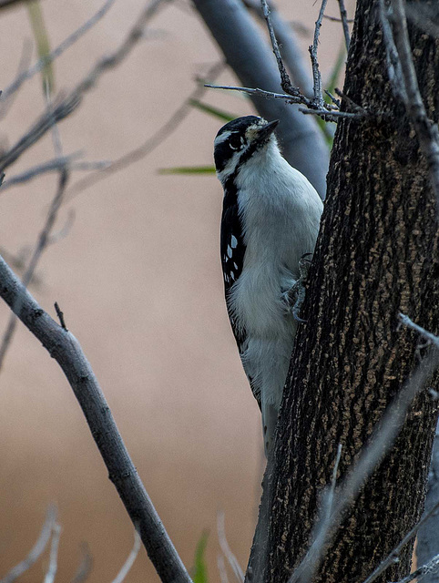 Woodpecker