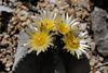 Astrophytum myriostigma var, tulense