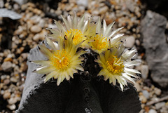 Astrophytum myriostigma var, tulense