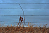 Don't fence me in.