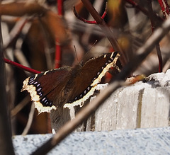 Mourning cloak