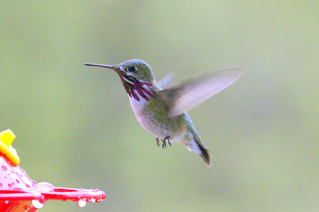 Calliope Hummingbird