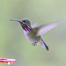 Calliope Hummingbird