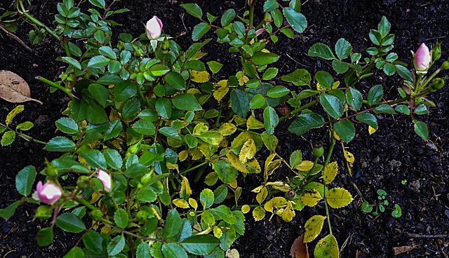 20221020 1855CPw [D~LIP] Zwergrose (Rosa 'Kordes Sternenhimmel'), Bad Salzuflen