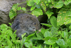 Western Jumping Mouse