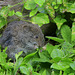 Western Jumping Mouse