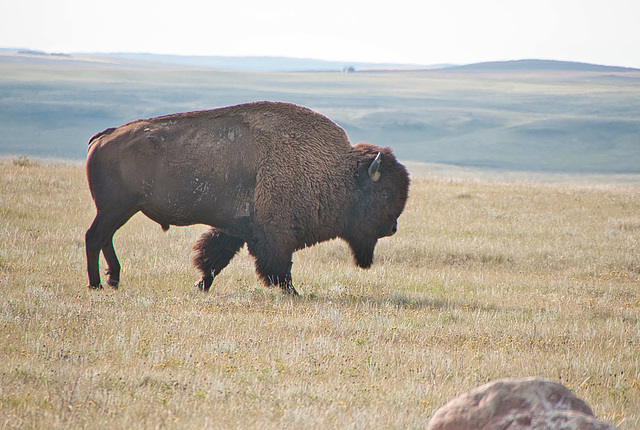 bison on the move