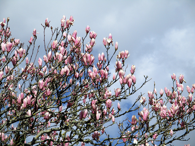 retour des magnolias