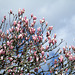 retour des magnolias
