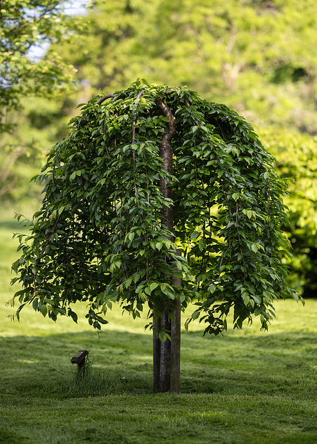 Memorial Tree