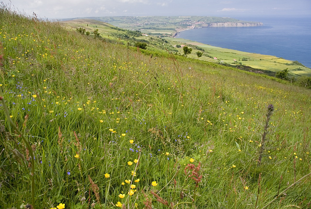 Stoupe Brow meadow