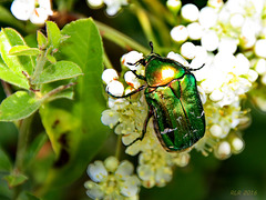 Goldkäfer auf Feuerdornblüten