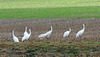 Whooping Cranes