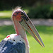 Profile of a marabou stork (Explored)