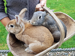 Bunnies in a basket