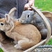 Bunnies in a basket