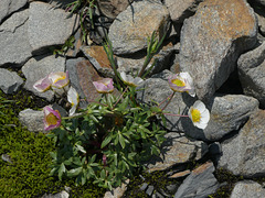 20180827 -0901 Randos Névache (Vallée de la Clarée 05) (324) al