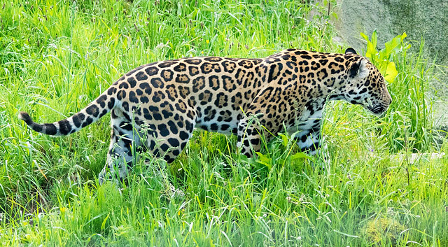 Jaguar two