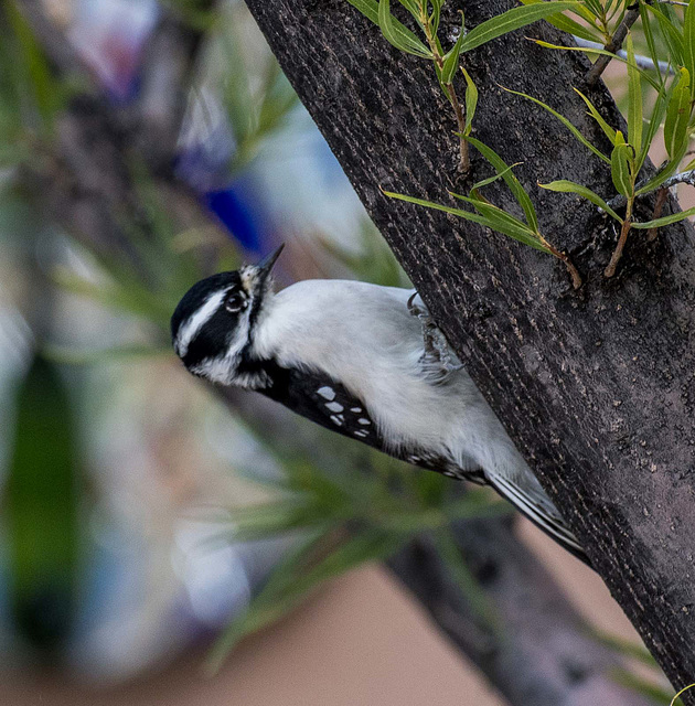 Woodpecker2