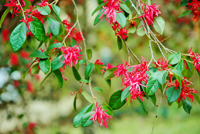 Chinese Fringe Flower