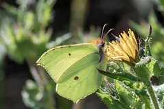 Brimstone-DSZ5328