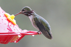 Calliope Hummingbird