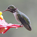 Calliope Hummingbird