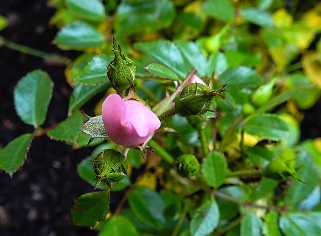 20221020 1856CPw [D~LIP] Zwergrose (Rosa 'Kordes Sternenhimmel'), Bad Salzuflen