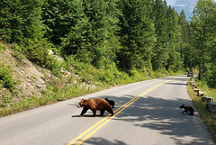 Grizzly and Cubs