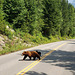 Grizzly and Cubs