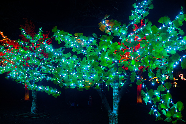 Les arbres changent de couleurs plus vite que les politiciens