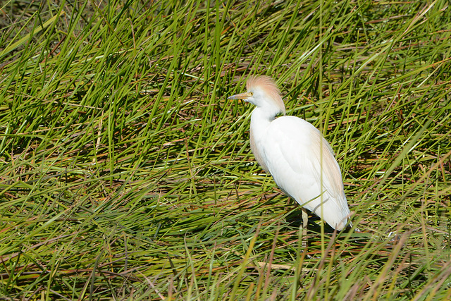 Zambia, Crowned Crane in the Mosi-oa-Tunya National Park