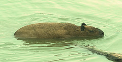 EF7A0302-CR2 DxO DeepPRIME -1Capybarav4