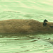 EF7A0302-CR2 DxO DeepPRIME -1Capybarav4 EF7A0302-CR2 DxO DeepPRIME -1Capybarav4