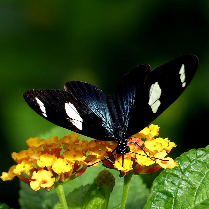 Terra Botanica