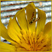 Bug on flower