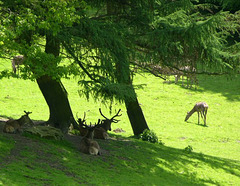 Mittagsruhe im Tal der Hirsche.